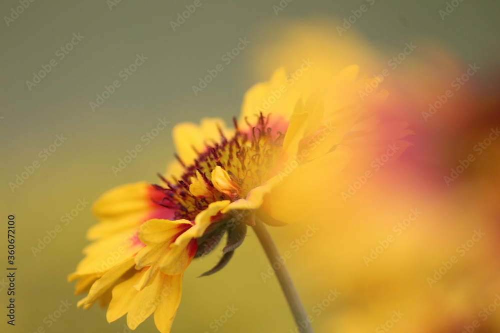 Obraz premium bee on a flower, auster, yelloesh