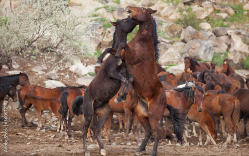 Two horses attacking each other. Horses are biting each other and fighting. They both stand up.