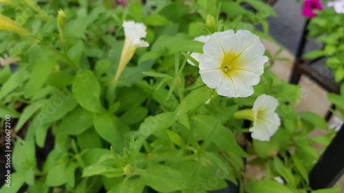 yellow flowers in the garden