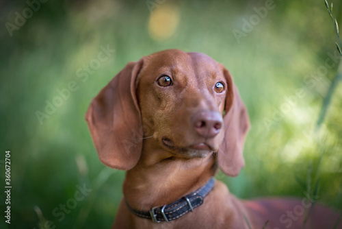 Portrait of a dachshund in a summer forest.