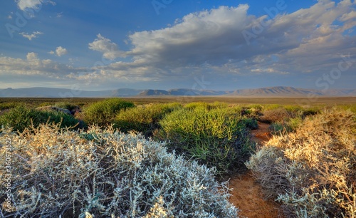 Photography TYPICAL KAROO  VEGETATION in the Tankwa Karoo National Park