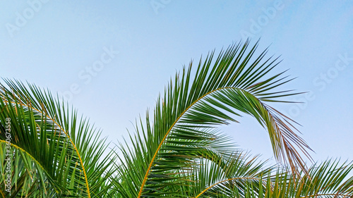  Leaves of palm tree in the evening on the sky. Tropical summer vacation