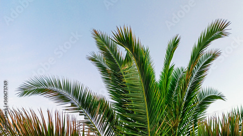  Palma on a blue sky background. Tropical palm leaves. Summer vacation concept