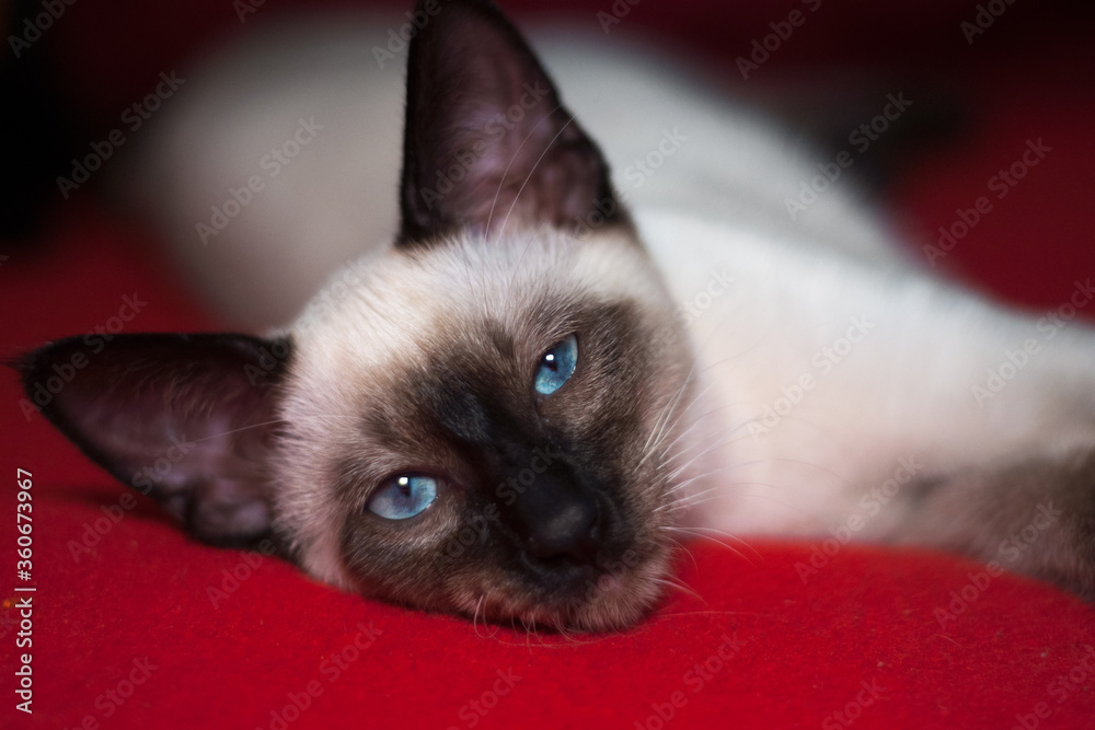 beautiful siamese cat puppy lying on bright red background
