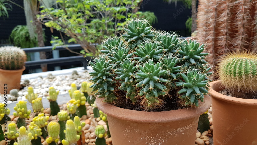 Fototapeta cactus in a pot