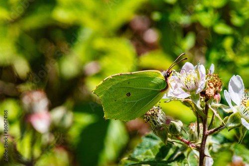 Cuadro en lienzo papillon citron sur fleurs de murier