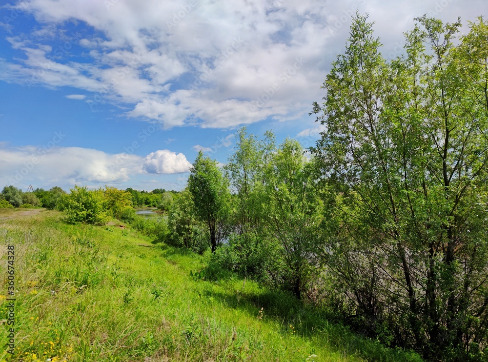 beautiful sunny landscape with green grass and trees on a background of blue sky with clouds