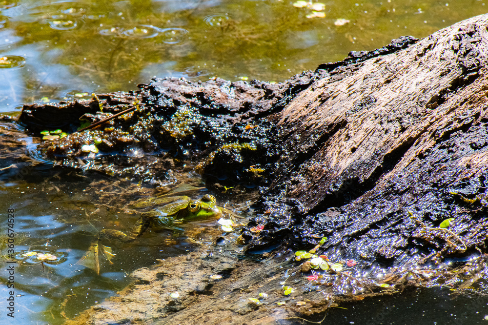 grenouille verte grenouille verte