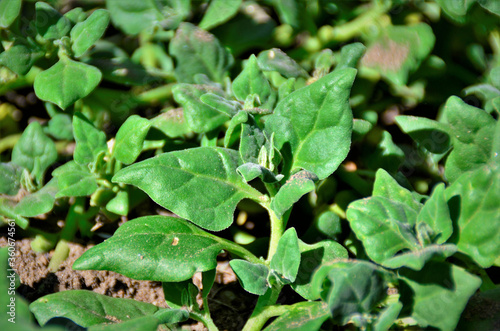 Tetragonia tetragonoides crescendo na horta no quintal photo