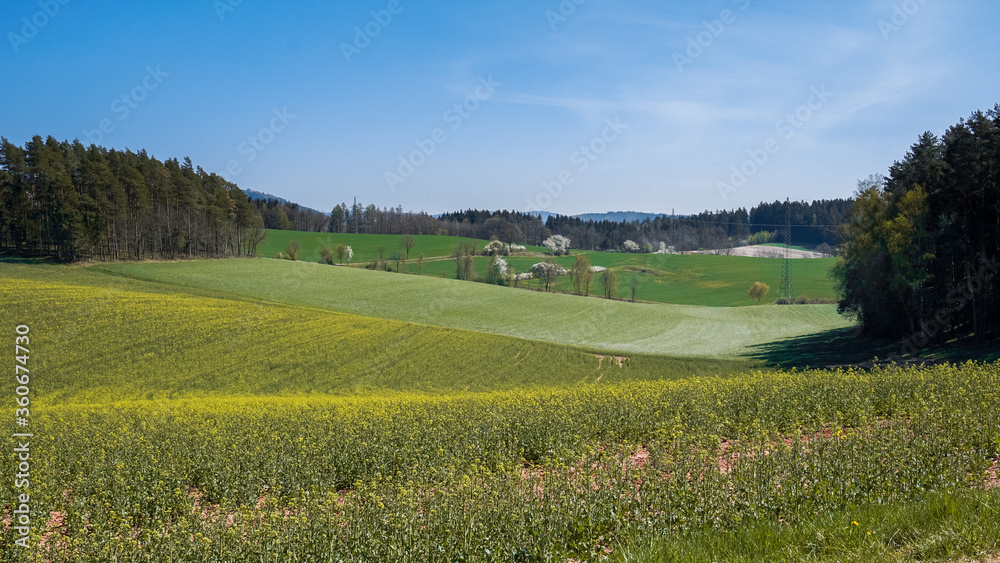 Rapsfeld mit Feldern und Wald im Hintergrund. Blauer Himmel, Frühjahr, Deutschland. Grüne Tönung. (2)