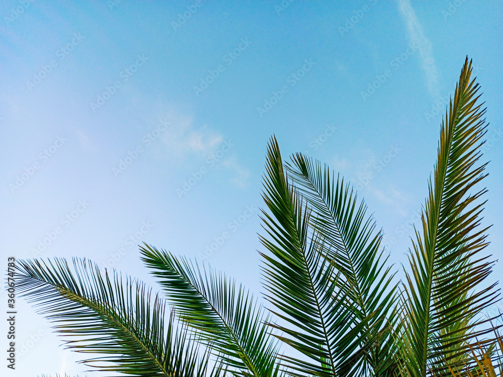 Tropical palm leaves on blue sky background. Concept summer, holidays, vacation, sea, beach, relaxation. Copy space Tropical palm leaves on blue sky background. Concept summer, holidays, vacation, sea, beach, relaxation. Copy space