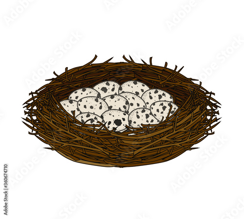 vector illustration of a nest with quail eggs