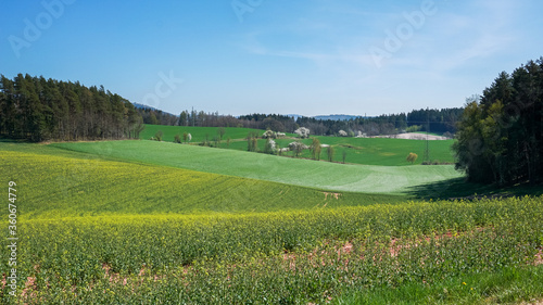 Rapsfeld mit Feldern und Wald im Hintergrund. Blauer Himmel, Frühjahr, Deutschland. Grüne Tönung. (1)
