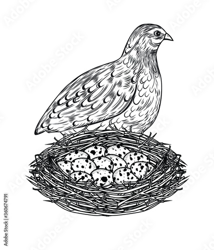 Fotografia vector illustration of a quail with a nest with eggs