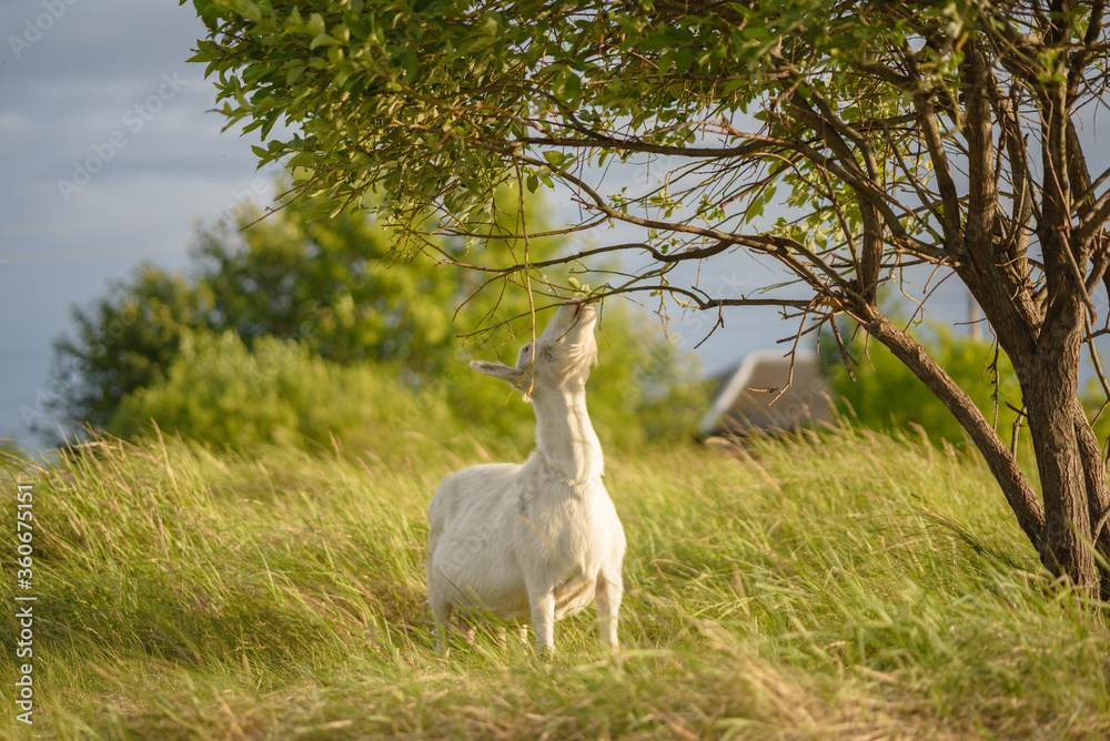 Fototapeta premium A white goat tries to grab the leaves of a tree at sunset. Rural scene, copy space, selective focus