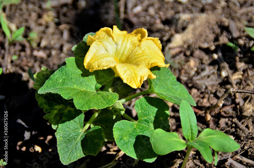 Cucurbita com flor amarela crescendo na horta