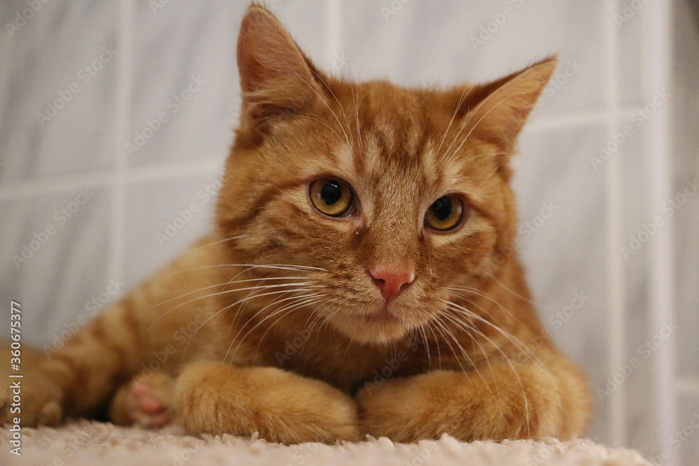 beautiful small red haired cat is lying on a scratching post and looks into the camera beautiful small red haired cat is lying on a scratching post and looks into the camera