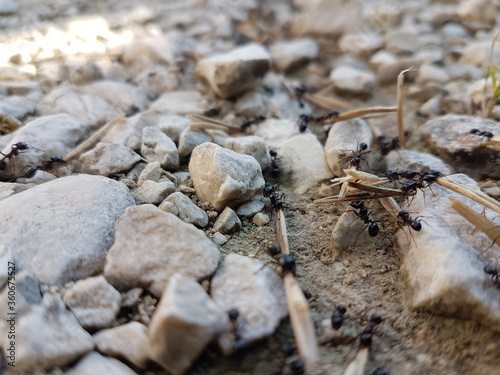 ants workers workings carrying seed to their nest labor © sea and sun