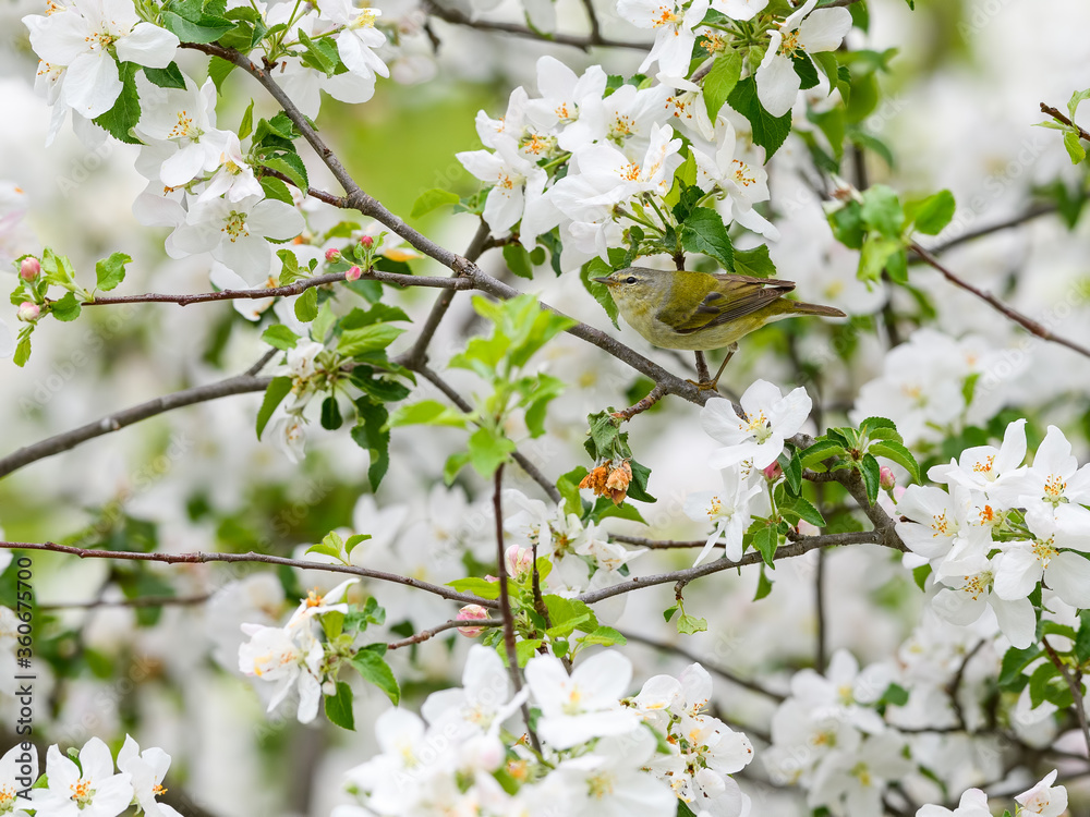 Tennessee Warbler Perched in Blooming Apple Tree in Spring Tennessee Warbler Perched in Blooming Apple Tree in Spring
