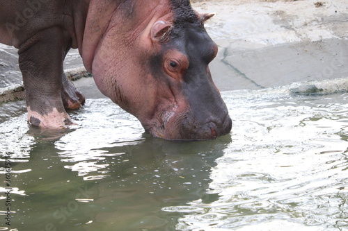hippopotamus drinking water