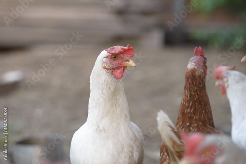 A white hen looks at the camera. Close up, copy space, selective focus..