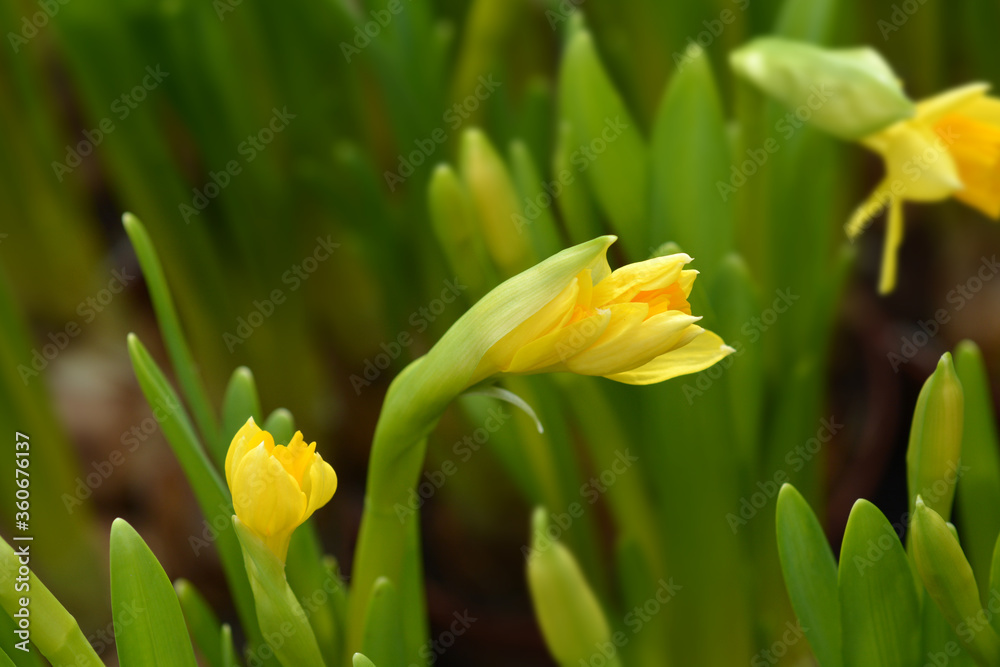 Obraz premium Daffodil Tete a Tete
