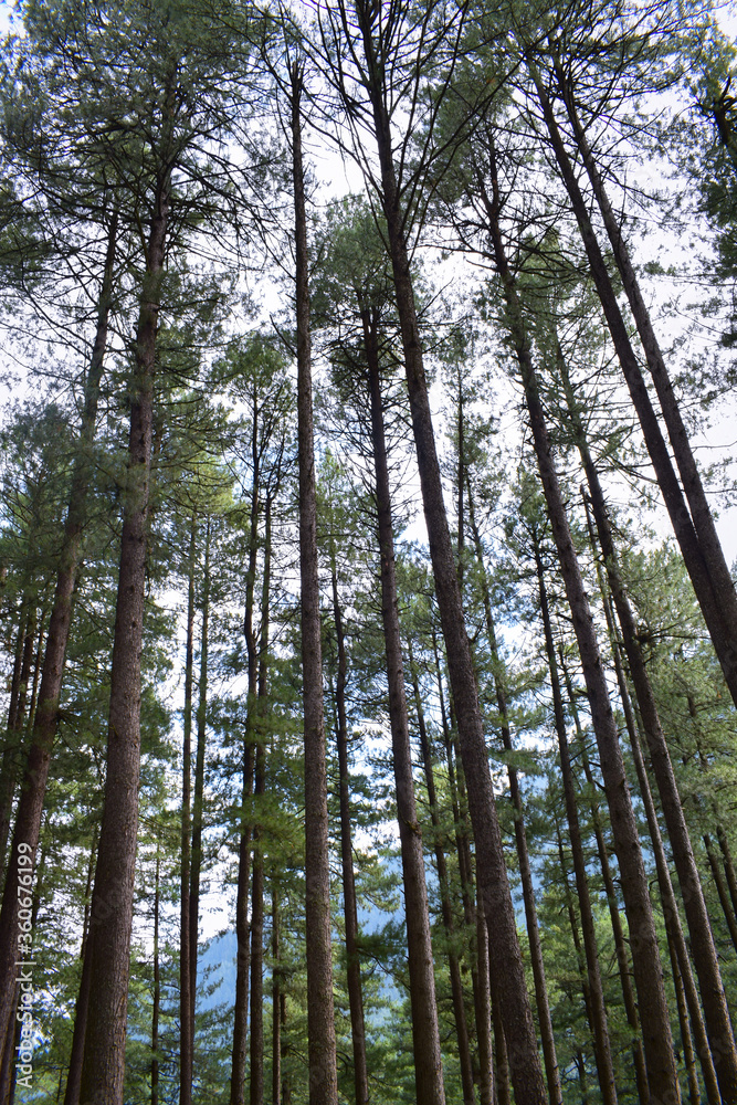 tall pine trees with sky in background. tall pine trees with sky in background.