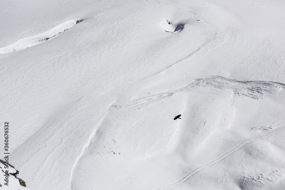 bird shadow in the snow