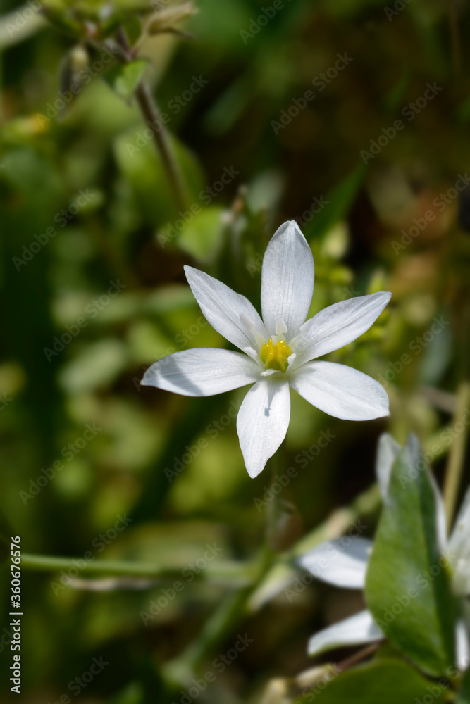 Fototapeta premium Garden star-of-Bethlehem
