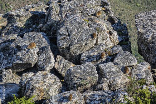 Rock hyrax (Procavia capensis) or dassie (rock badger, rock rabbit, Cape hyrax) on the rock on Table Mountain. Table Mountain overlooking the city of Cape Town, South Africa