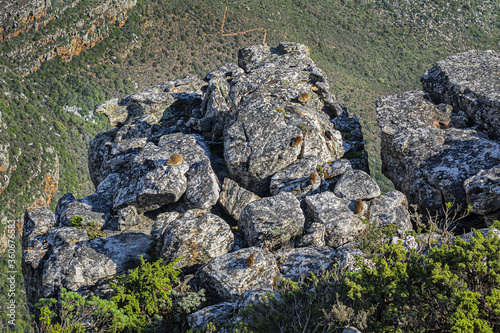 Rock hyrax (Procavia capensis) or dassie (rock badger, rock rabbit, Cape hyrax) on the rock on Table Mountain. Table Mountain overlooking the city of Cape Town, South Africa