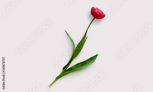 Tulip flower on a white background