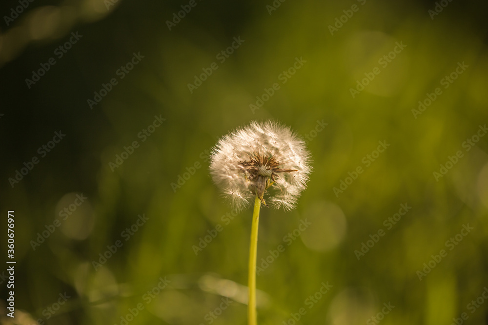 bright colored summer dandelions. Morning light over wildflowers in dewy meadow, cold fall morning