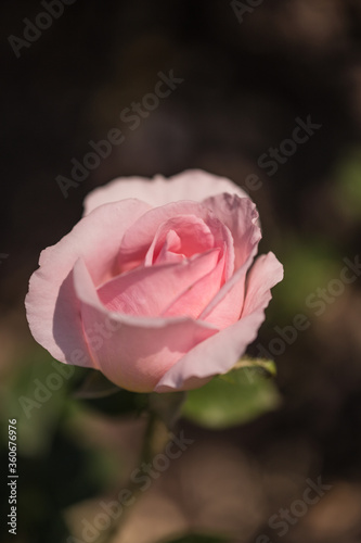 Close-up image of a rose. Fragile Pink Beauty. Wild meadow golden flowers on sunlight background. flowering plant in the grass