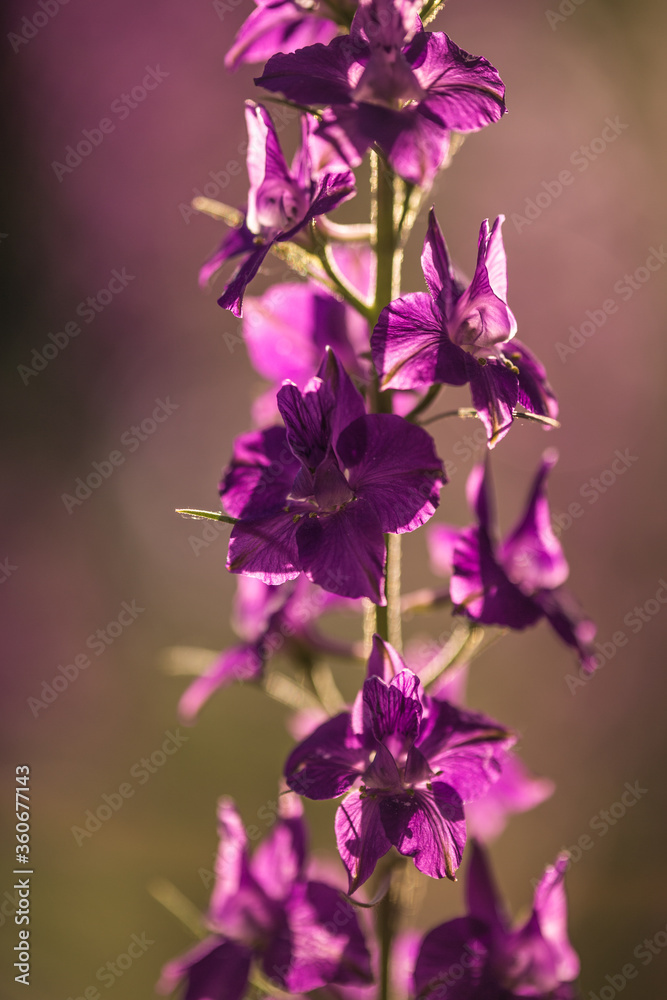 purple pink wildflowers in a meadow in the hazy summer sunshine