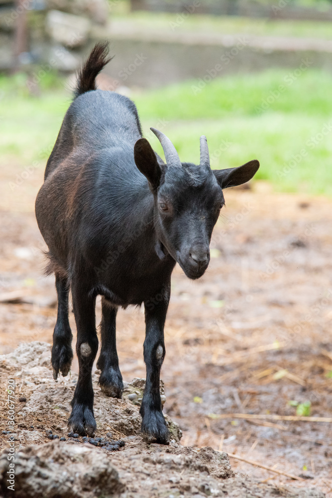 Domestic animal, photo of a black goat kid in a farm Domestic animal, photo of a black goat kid in a farm