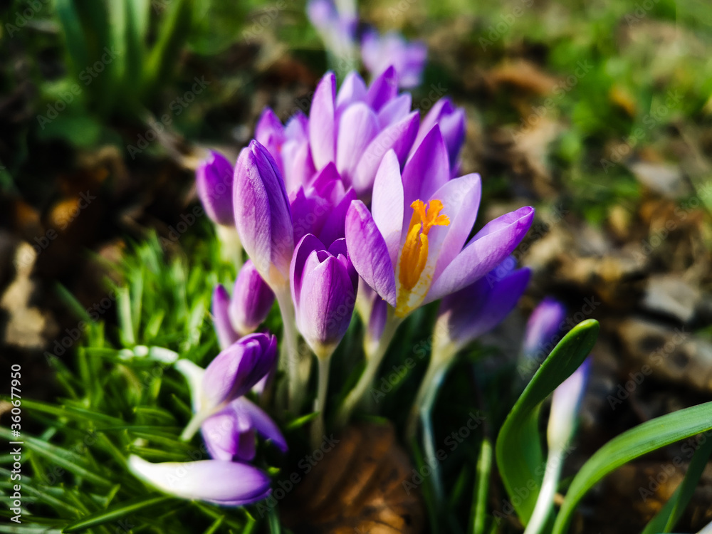 spring purple crocus flowers spring purple crocus flowers