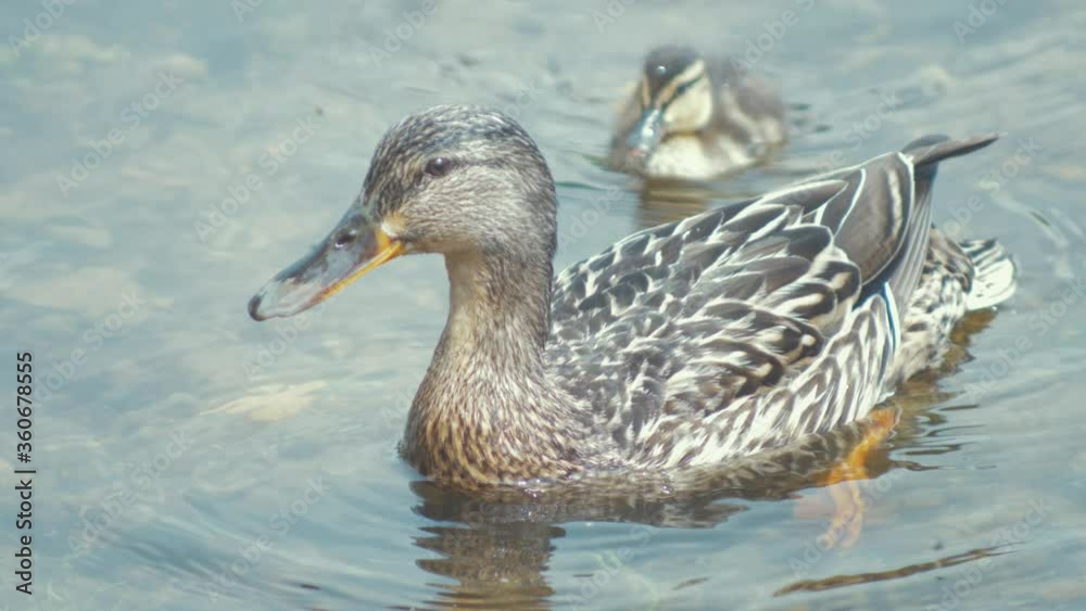 Female mallard duck drinks water with her duckling Female mallard duck drinks water with her duckling