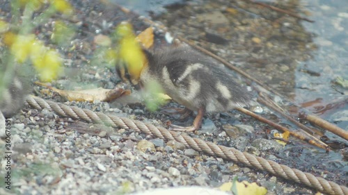 Adorable week old mallard duckling stops on shore to begin preening itself photo