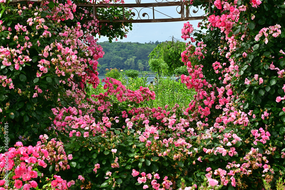 Fototapeta premium Butterfly on lavender field of Lake Kawaguchiko