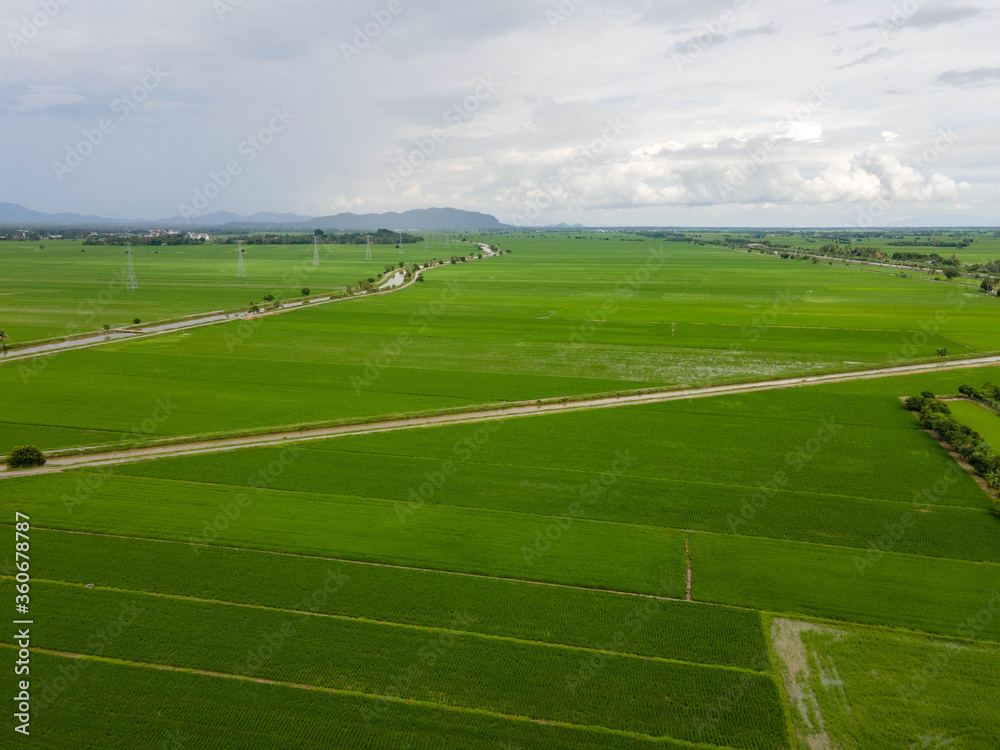 Aerial view of green paddy field