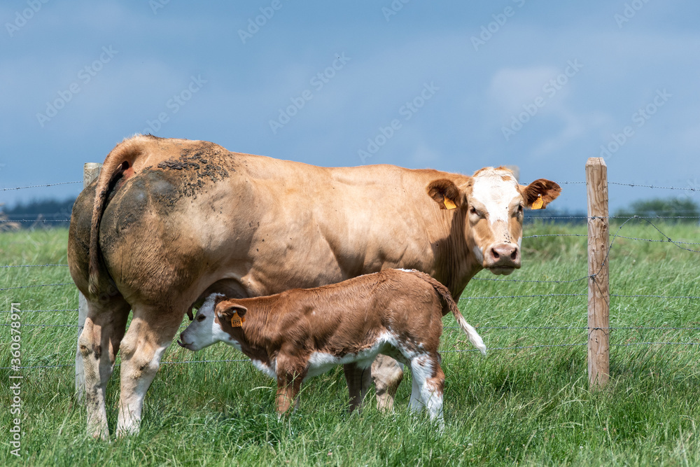 cow and calf mix belgian bleu white in a meadow in Luxembourg