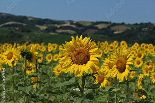 Italy  Sunflowers in Umbria.