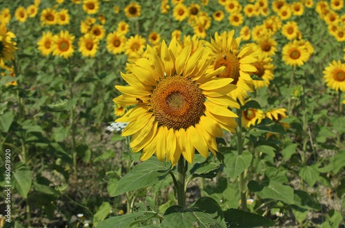 Italy  Sunflowers in Umbria.