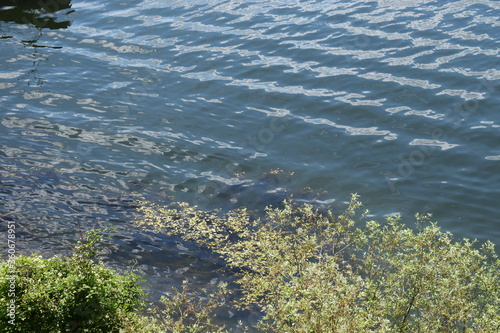 Blätterteppich auf der Mosel photo