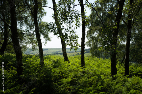 View of White Peak, through trees on Froggatt Edge, Peak District, UK