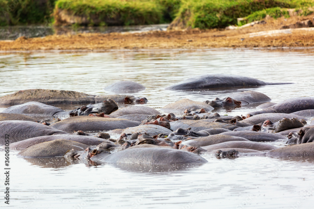 Many hippopotamus in Masai river at Masai Mara National park in Kenya, Africa. Wildlife animals. Many hippopotamus in Masai river at Masai Mara National park in Kenya, Africa. Wildlife animals.