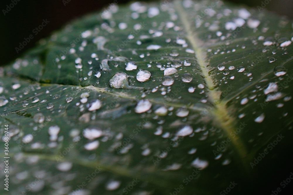 water drops on leaf water drops on leaf