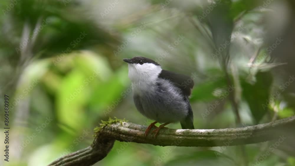 White-bearded Manakin tropical bird stretching in the morning on a small trunk of the rain forest. Bird Watching 4K Video with nature sound White-bearded Manakin tropical bird stretching in the morning on a small trunk of the rain forest. Bird Watching 4K Video with nature sound