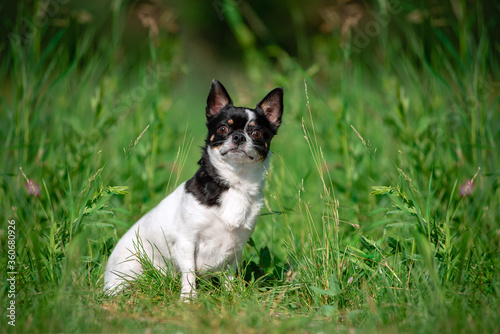 A small Chihuahua dog. Summer, sun, meadow.